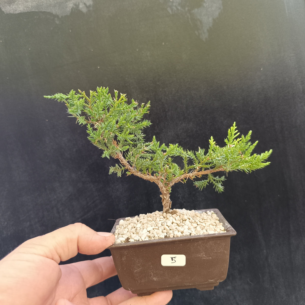 Mini Bonsái Junipero San José nº5 — Ejemplar Único