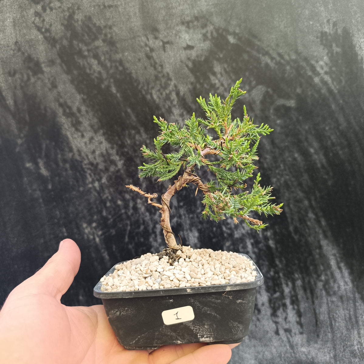 Mini Bonsái Junipero San José nº1 — Ejemplar Único