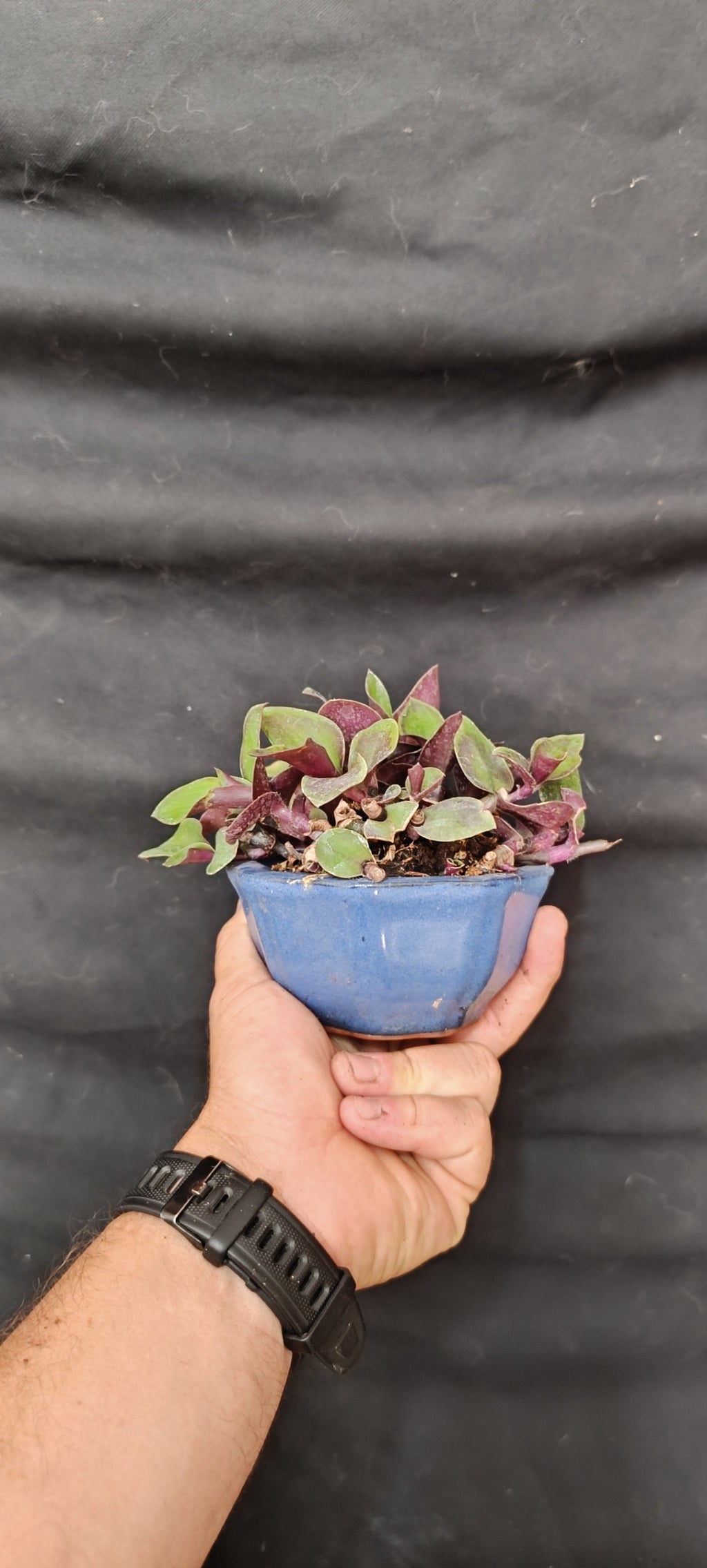 Kusamono Tradescantia, vista superior mostrando follaje bicolor verde y púrpura