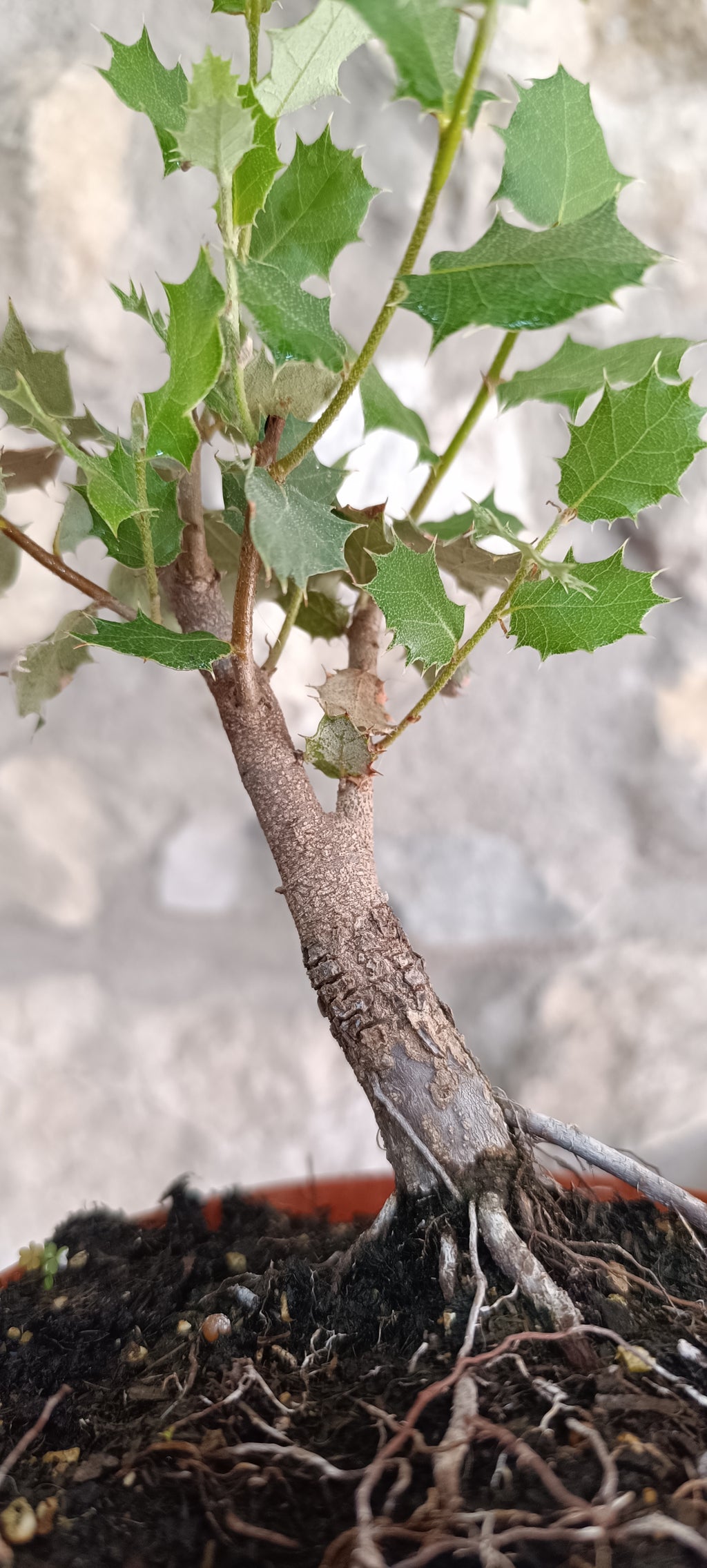 Prebonsai Encina Quercus Ilex 'Ilex'