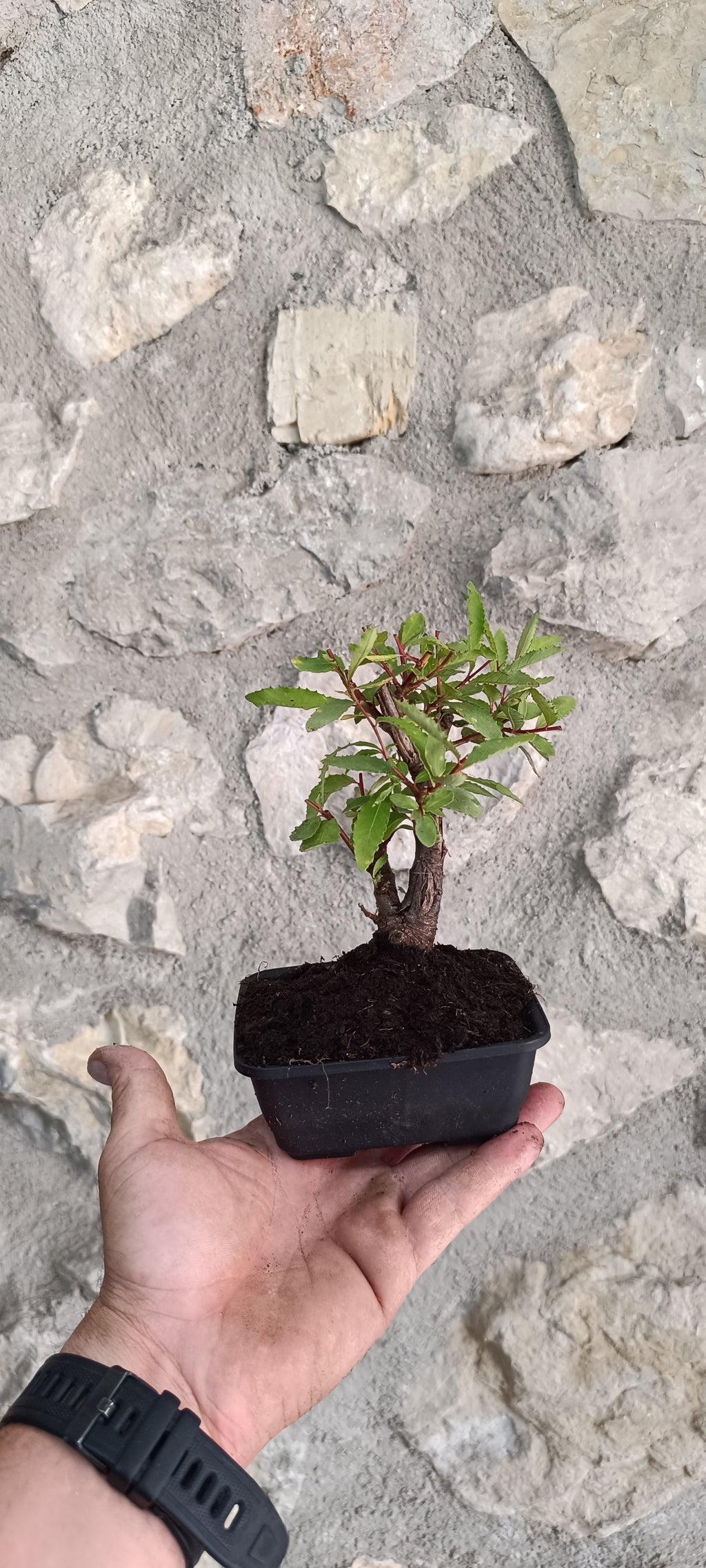 Bonsái Salix Triandra – Ejemplar Único
