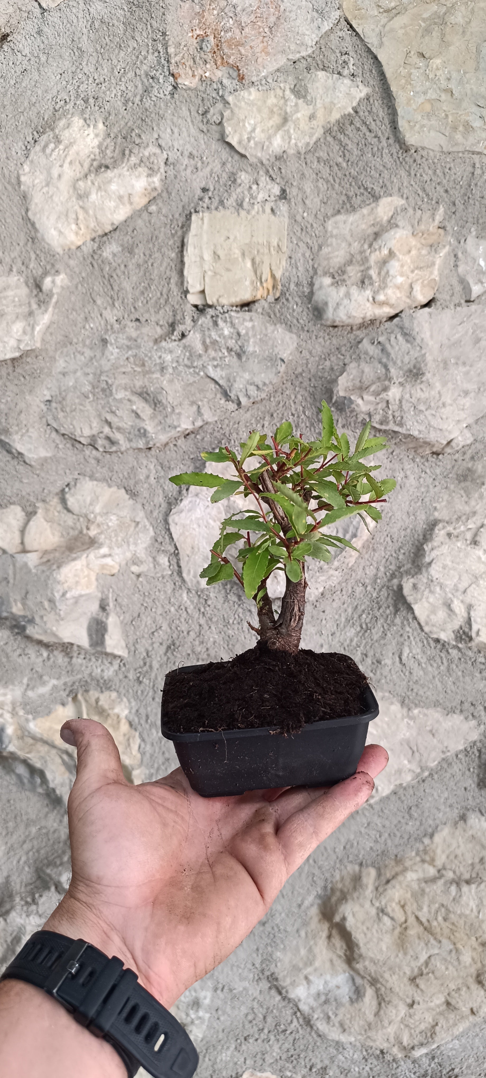 Bonsái Salix Triandra – Ejemplar Único