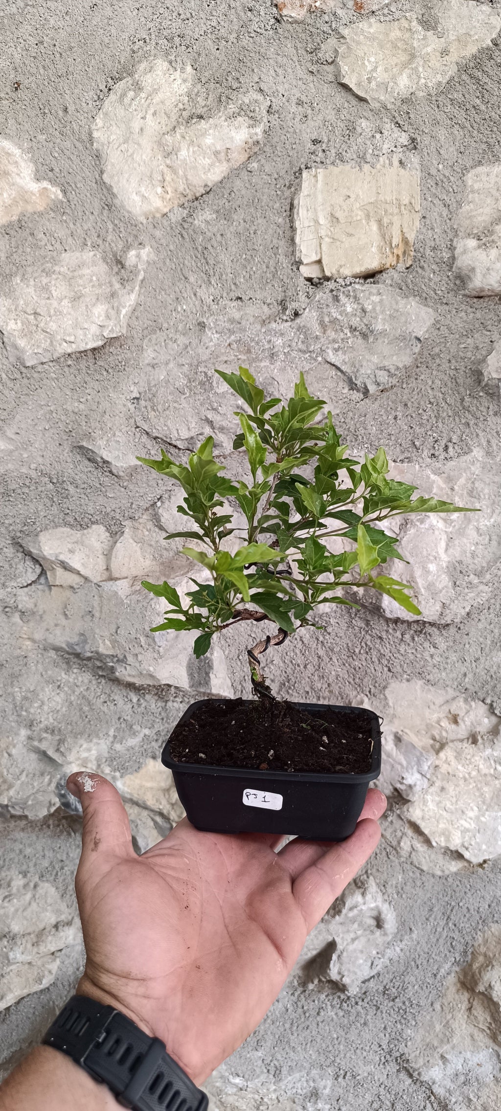 Premna japonica (Arce Nioi) – Mini Bonsai Ejemplar Único