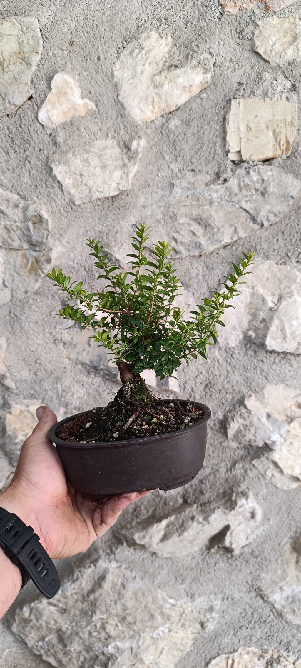 Prebonsái Mirto Tarentino – Ejemplar Único