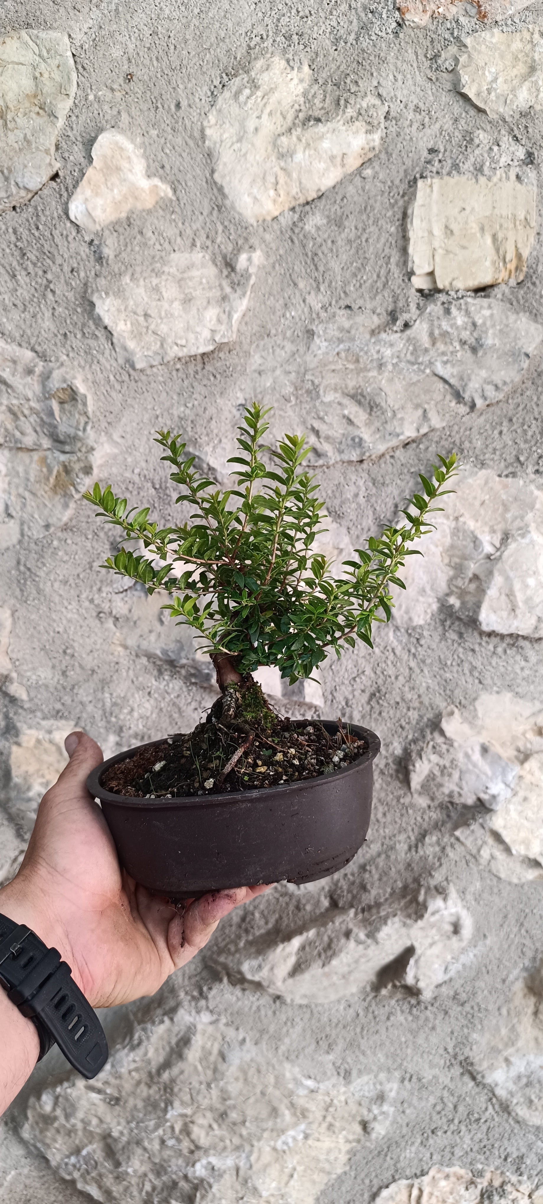 Prebonsái Mirto Tarentino – Ejemplar Único